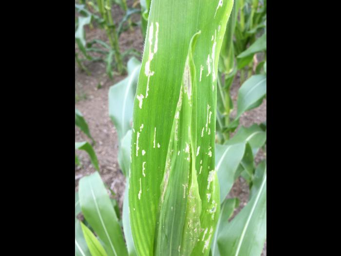 Maïs sucré - Chrysomèle des racines du maïs de l'ouest (Diabrotica virgifera virgifera)_3