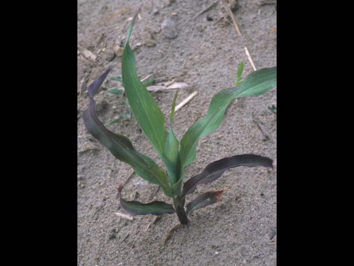 Maïs grain et fourrager - Température basse de l'air (froid)