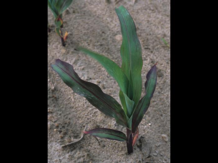 Maïs grain et fourrager - Température basse de l'air (froid)