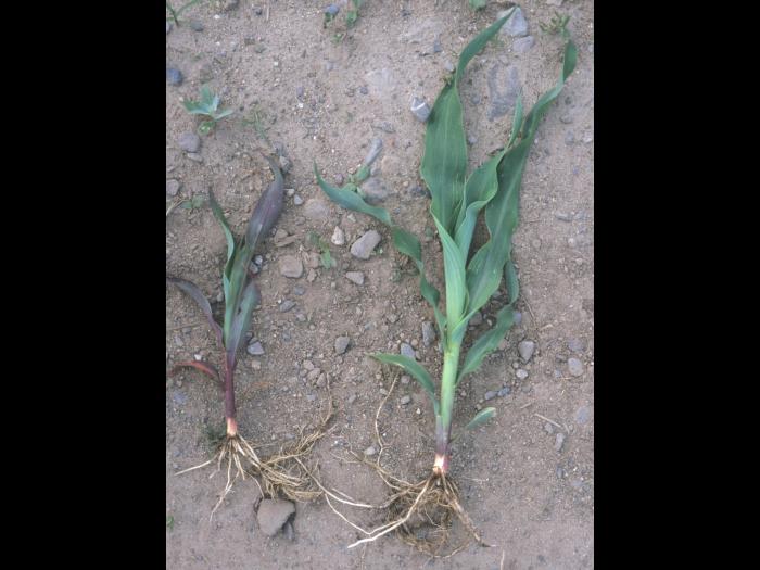 Maïs grain et fourrager - Température basse de l'air (froid)