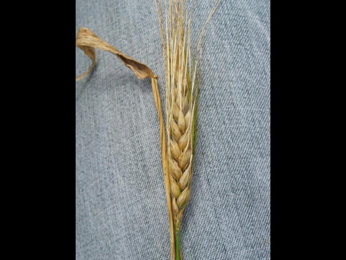 Orge - Carence en manganèse