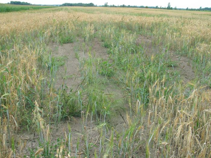 Orge - Drainage insuffisant (asphyxie racinaire)