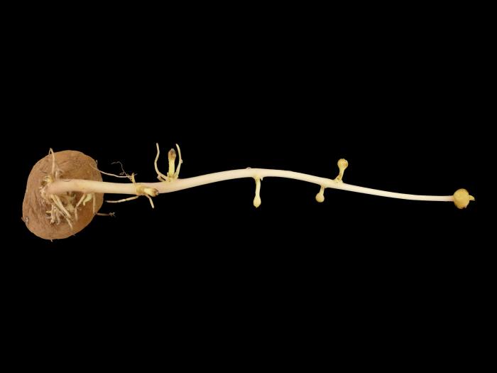 Pomme de terre - Boulage