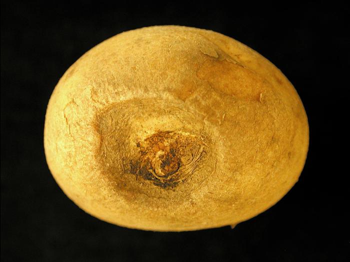 Pomme de terre - Défanage trop rapide