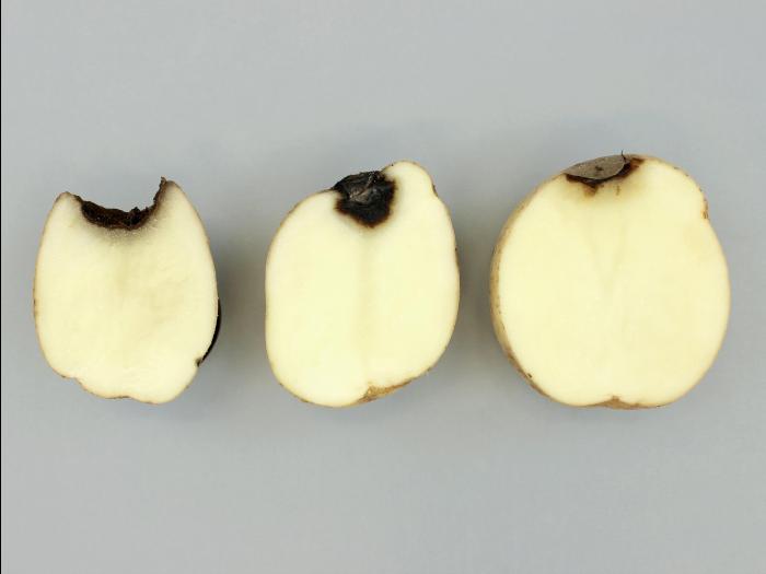 Pomme de terre - Pourriture gélatineuse