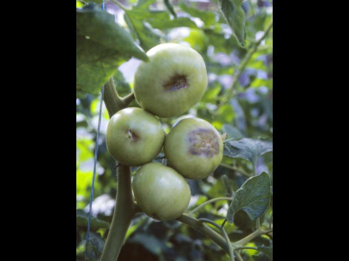 Tomate - Carence en calcium