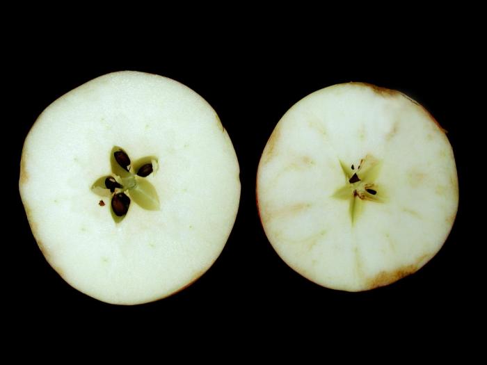 Pomme - Brunissement vasculaire