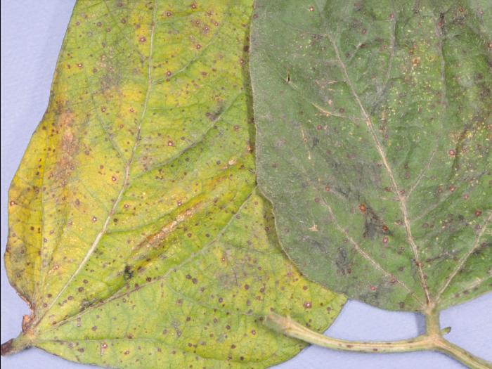 Haricot - Pluie forte_1