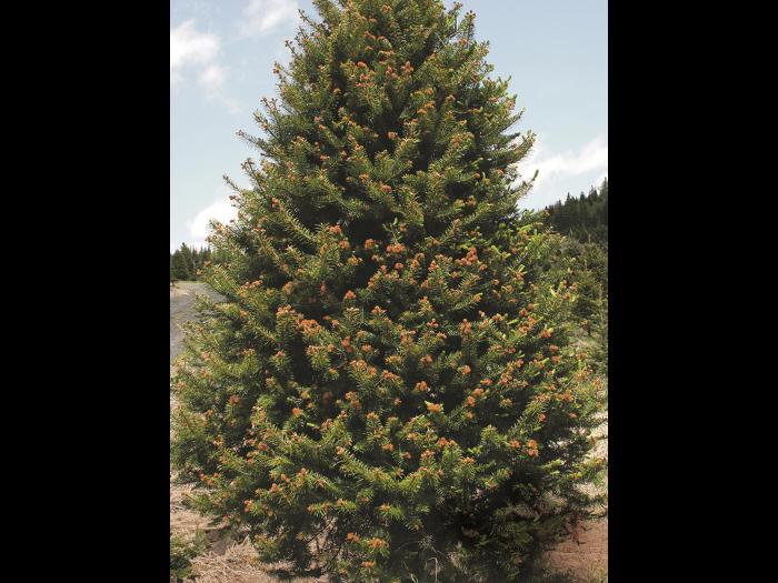 Arbres de Noël (sapins) - Gel printanier