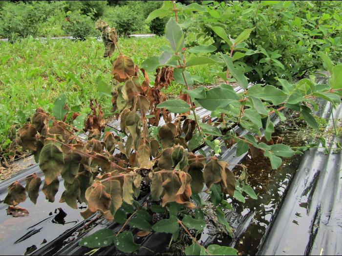 Camerise - Salinité élevée