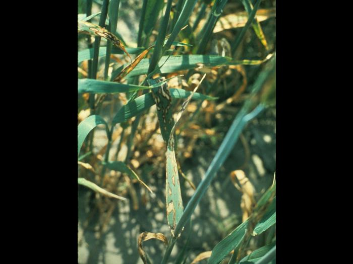 Blé - Tache bronzée (Pyrenophora tritici-repentis)_1