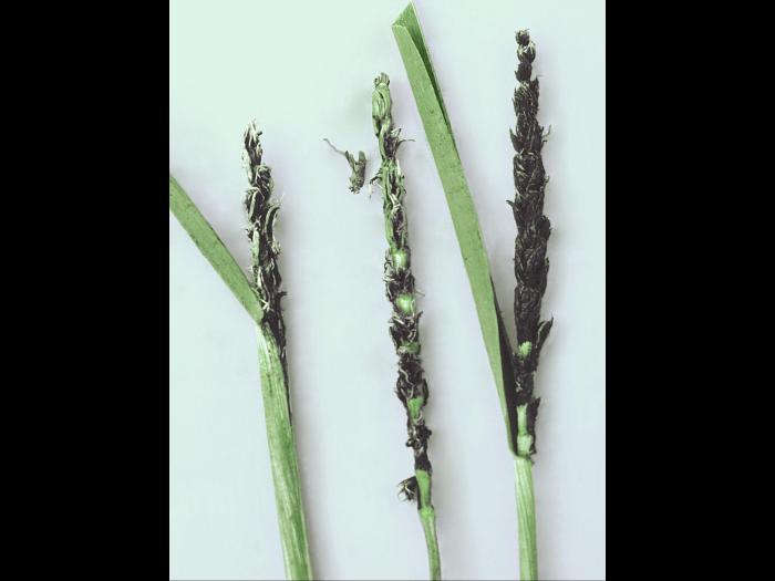 Blé - Charbon nu (Ustilago tritici)_4