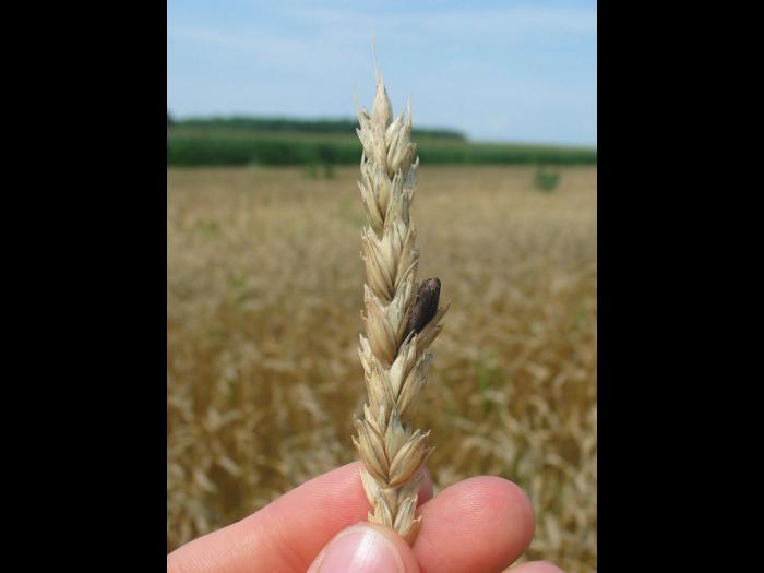 Blé - Ergot (Claviceps purpurea)_2