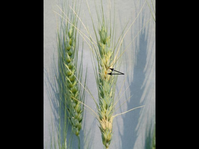 Blé - Fusariose de l'épi (Fusarium graminearum)_6