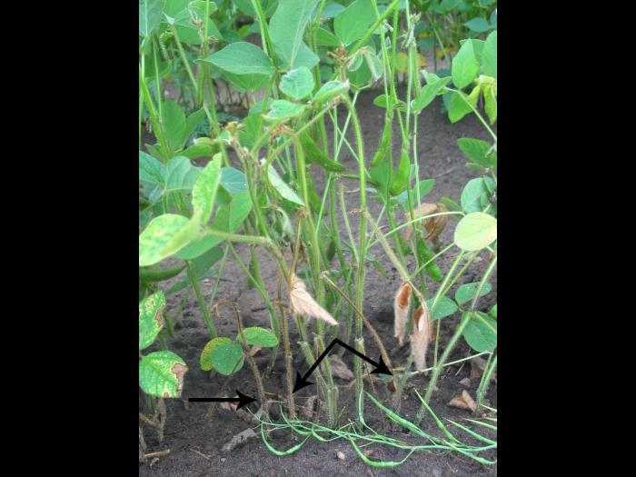 Soya - Rhizoctone commun (Rhizoctonia solani)_2