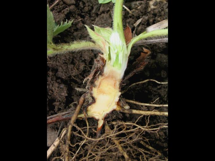 Fraise - Pourriture des racines et du collet (Phytophthora cactorum)