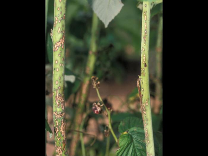 Framboise - Anthracnose (Sphaceloma necator)