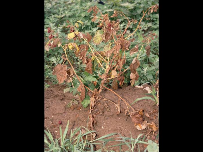 Framboise - Pourriture des racines (Phytophthora rubi)