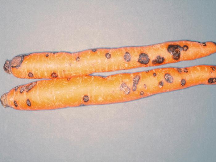Carotte - Tache noire (Rhexocercosporidium carotae)