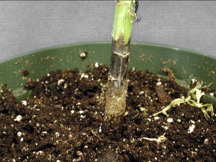 Argyranthemum - Pourriture des racines et du collet (Phytophthora cactorum)