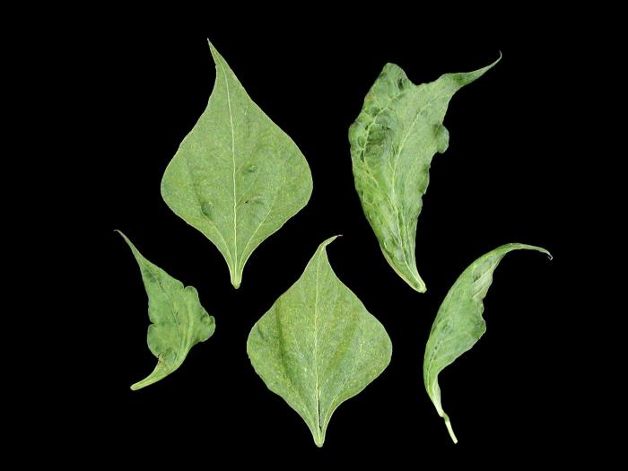 Haricot - Virus de la mosaïque du concombre (CMV)_2