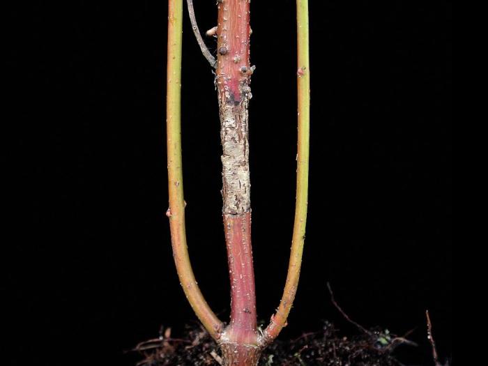 Cornouillers - Tache septorienne (Sphaerulina cornicola)