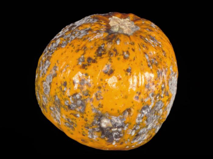 Citrouille - Alternariose du fruit (Alternaria alternata)