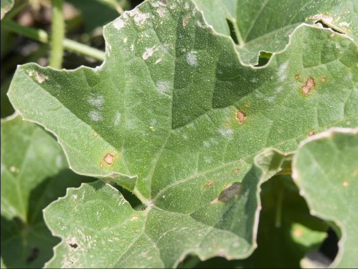 Melons - Blanc (Podosphaera xanthii)_3