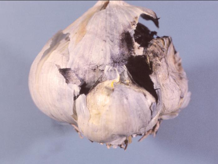 Ail - Charbon (Urocystis magica)