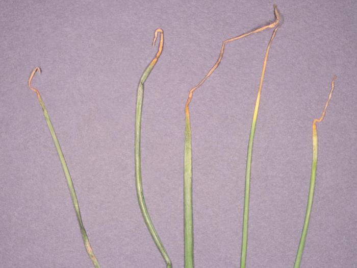 Oignon vert - Brûlure stemphylienne (Stemphylium vesicarium)