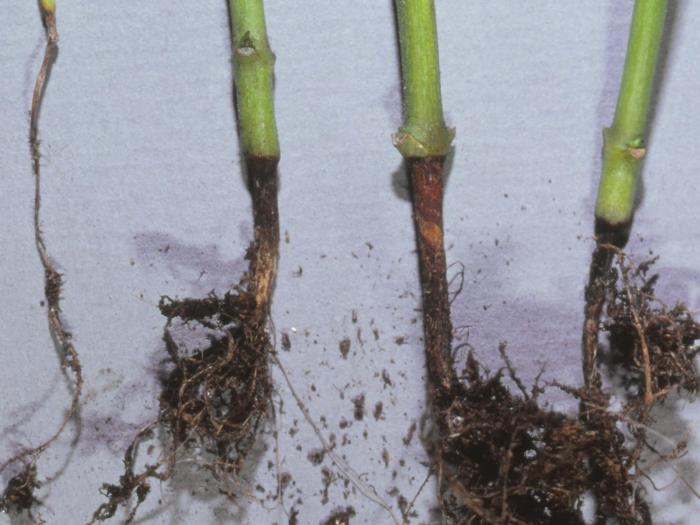 Poivron - Fonte des semis (Rhizoctonia solani)