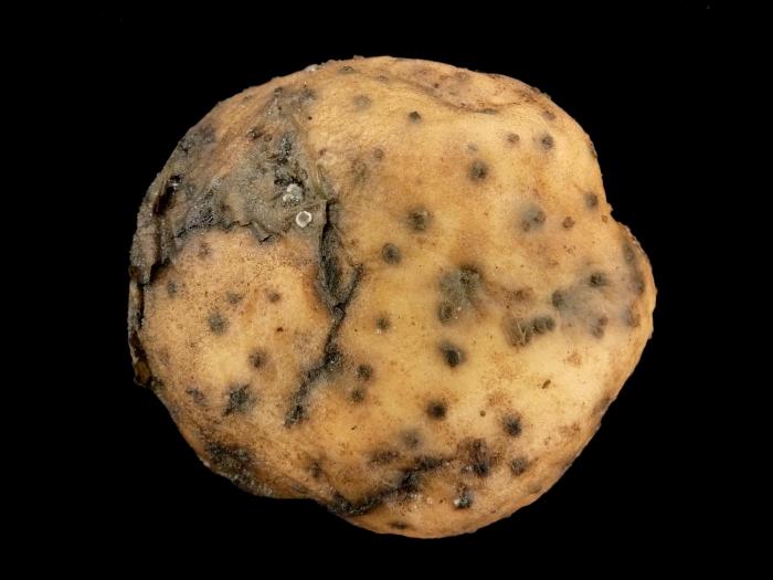 Pomme de terre - Pourriture rose (Phytophthora erythroseptica)