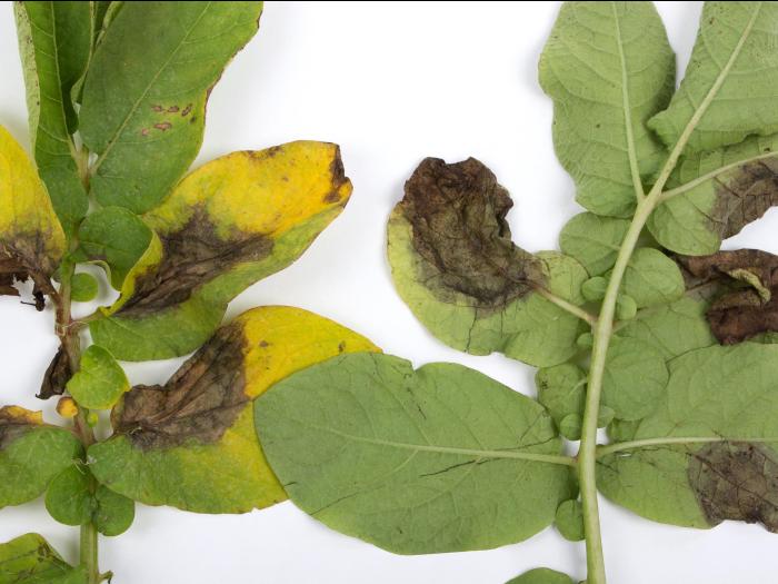 Pomme de terre - Mildiou (Phytophthora infestans)