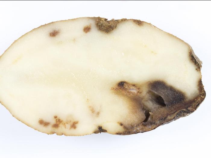 Pomme de terre - Pourriture sèche fusarienne (Fusarium sp.)