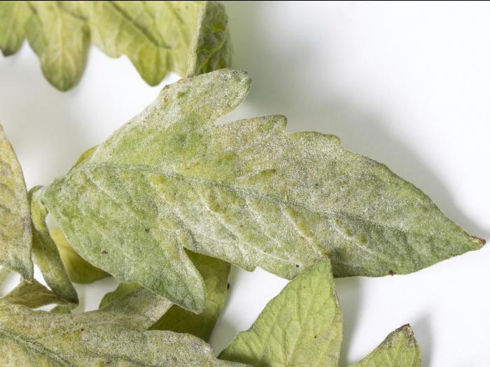 Tomate - Blanc (Erysiphe neolycopersici)