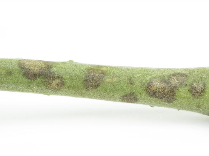 Tomate - Blanc (Erysiphe neolycopersici)