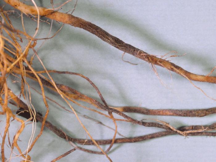 Tomate - Racine liégeuse (Pyrenochaeta lycopersici)