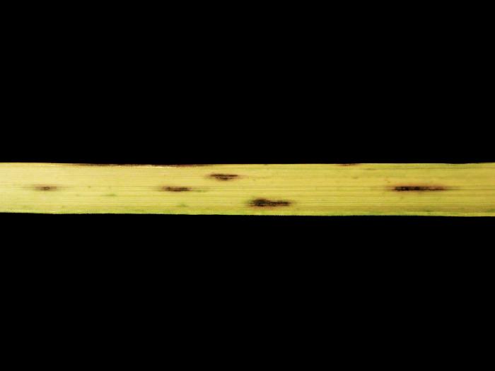 Calamagrostides - Anthracnose (Colletotrichum sp.)