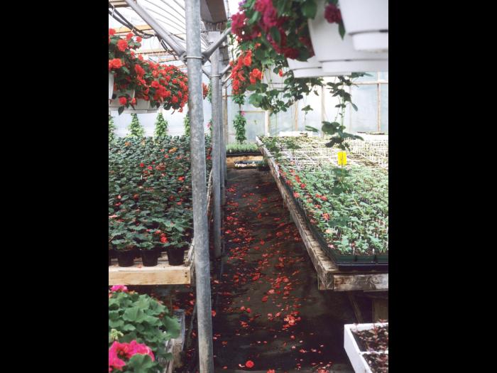 Impatientes - Moisissure grise (Botrytis cinerea)