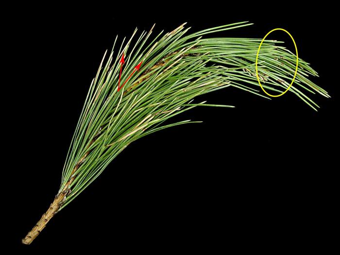 Pins - Brûlure en bandes rouges (Dothistroma septosporum)