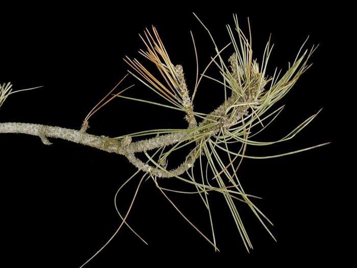Pins - Brûlure des rameaux (Diplodia sapinea)