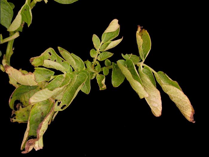 Pomme de terre - Virus de l'enroulement de la pomme de terre (PLRV)