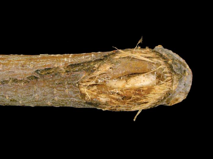 Pomme - Anthracnose (Neofabraea sp.)_8