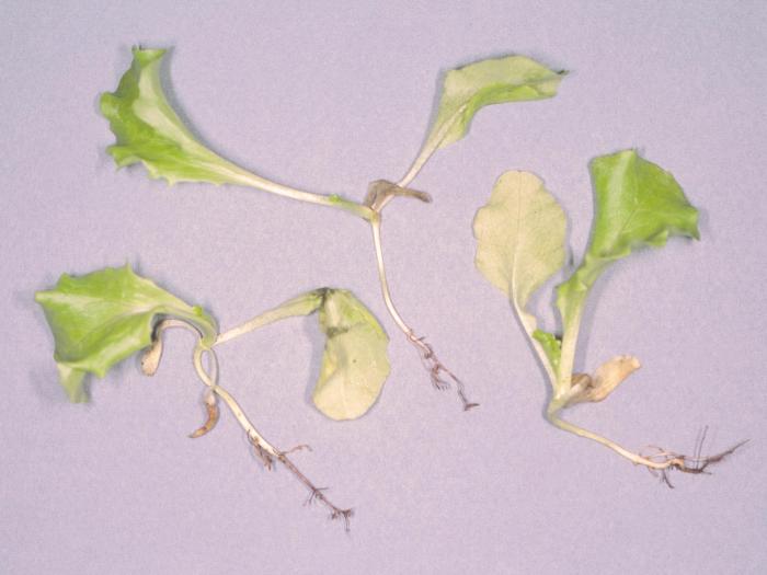 Laitues - Fonte des semis (Pythium sp.)
