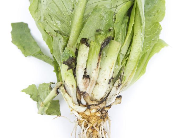 Laitues - Rhizoctone brun (Rhizoctonia solani)