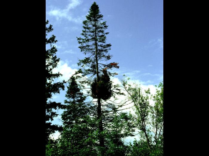 Arbres de Noël (sapins) - Rouille balai de sorcière (Melampsorella caryophyllacearum)