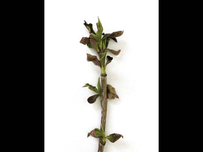 Aronie à fruits noirs - Chancre cytosporéen (Cytospora sp.)