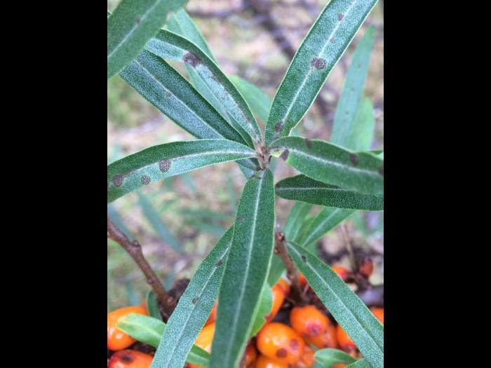 Argousier - Anthracnose (Colletotrichum acutatum)