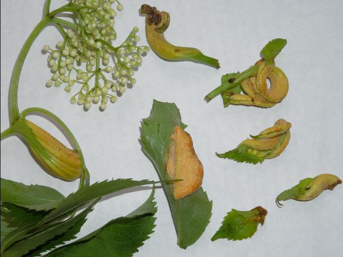 Sureau blanc - Rouille (Puccinia sambuci)