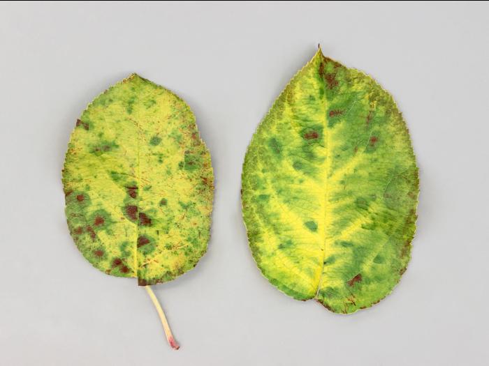 Pomme - Phytoplasme de la jaunisse de l'aster_1